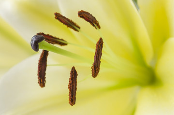 百合花蕊