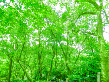 绿树林 阳光树林