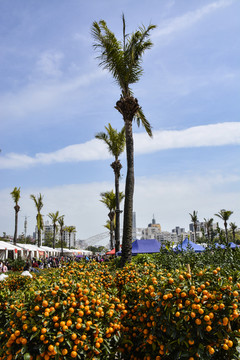 金桔 花卉市场