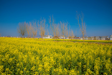 油菜花