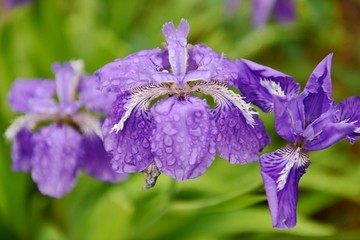 鸢尾花