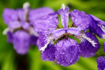 鸢尾花