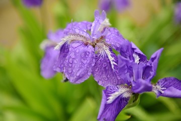 鸢尾花