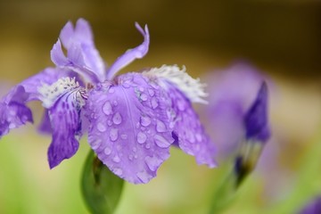 鸢尾花