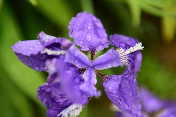 鸢尾花