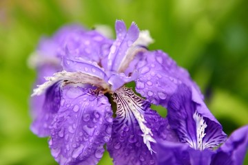 鸢尾花