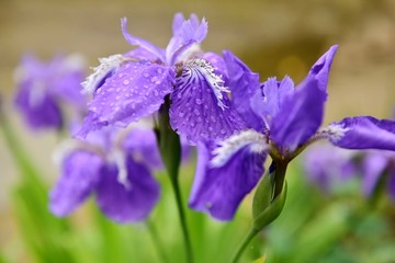 鸢尾花