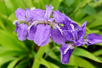 鸢尾花