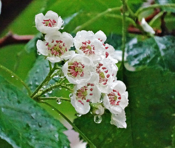 雨中的山楂花