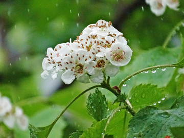 雨中的山楂花