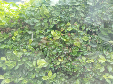 小叶植物 植物 植物纹理