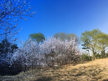 杏花 蓝天 沙漠 绿树 树林