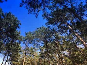松树 仰拍 手机摄影 自然风光