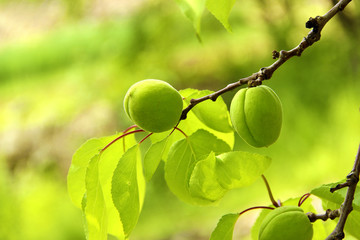 杏树 青杏