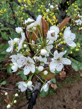 春梨花杆