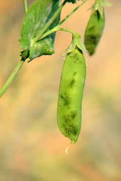 豌豆荚 蚜虫 农业害虫