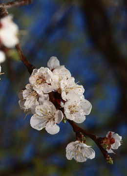 梅花 春梅 寒梅 小桃红 花