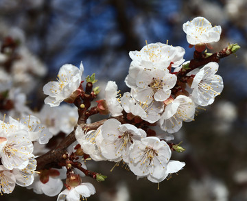 梅花 春梅 寒梅 小桃红 花