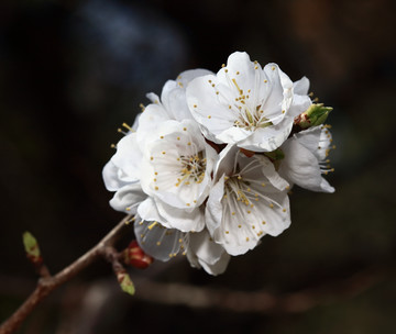 梅花 春梅 寒梅 小桃红 花