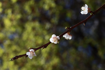 梅花 春梅 寒梅 小桃红 花