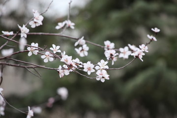 春天 桃花
