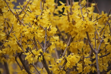 迎春花 花 黄花 春