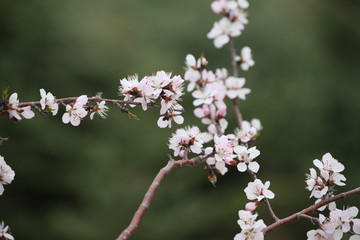 春天 桃花