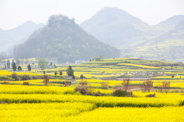 油菜花田