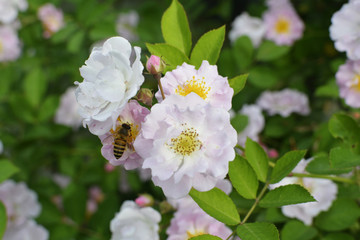 蜜蜂采蜜