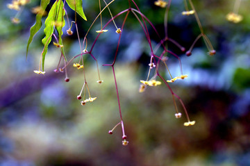 春芽
