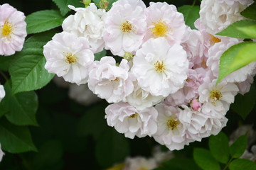 粉白色蔷薇花