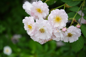 淡粉色蔷薇