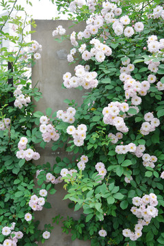 白色蔷薇花背景