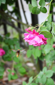 胡蜂与花朵