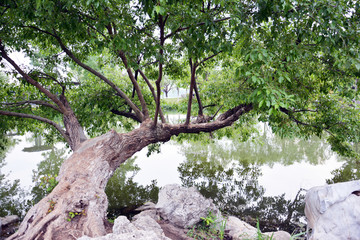 水边倾斜古树