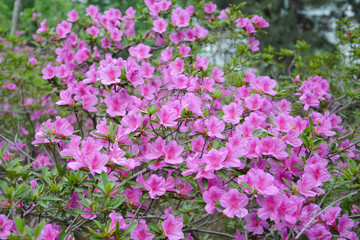 杜鹃花开