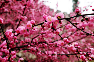 桃花 桃树 花朵 花蕾 花蕊