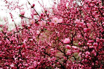 桃花 桃树 花朵 花蕾 花蕊