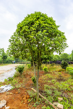 桂花树