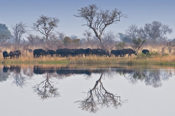 马杜穆国家公园的水牛