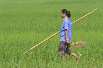 稻田里的女农民