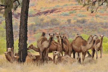 澳大利亚野生骆驼骆驼