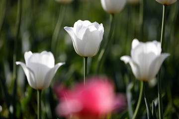 郁金香花开