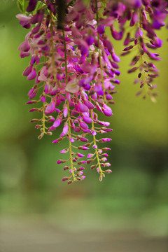 紫藤花 春天园林花卉