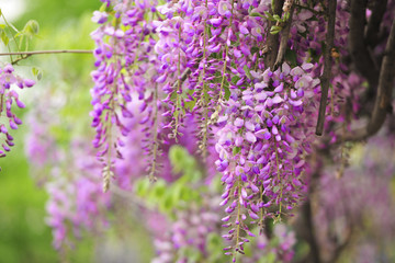 紫藤花背景 紫色花