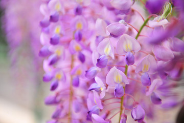 紫藤花语