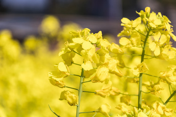 油菜花