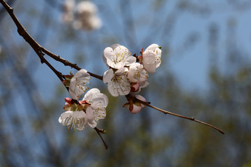 梅花 春梅 寒梅 小桃红 花