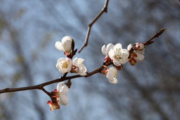 梅花 春梅 寒梅 小桃红 花