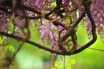紫藤 藤蔓